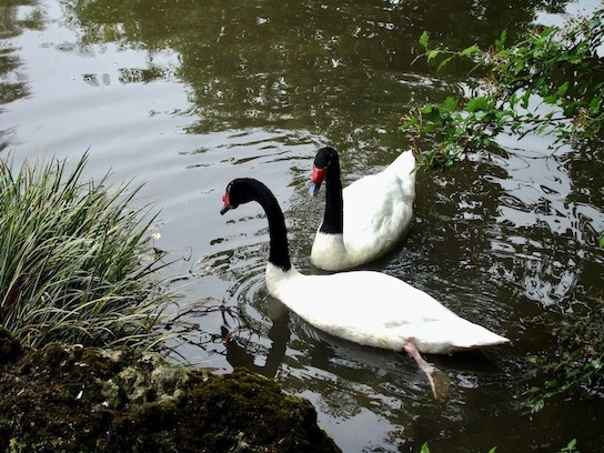 black-necked swan